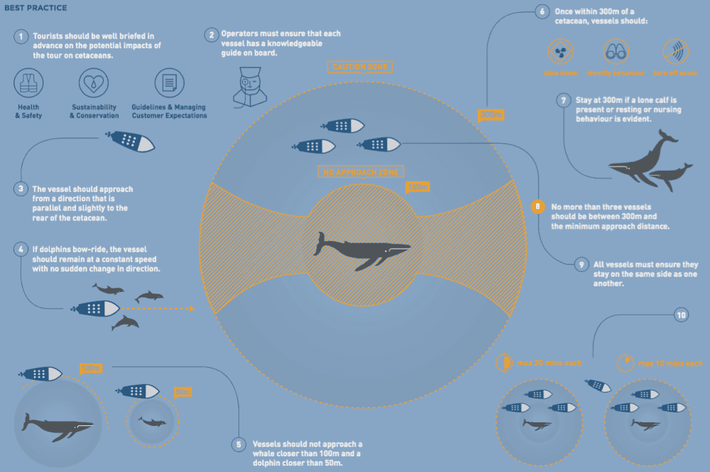 WCA Best Practice Guidance for Responsible Whale and Dolphin Watching