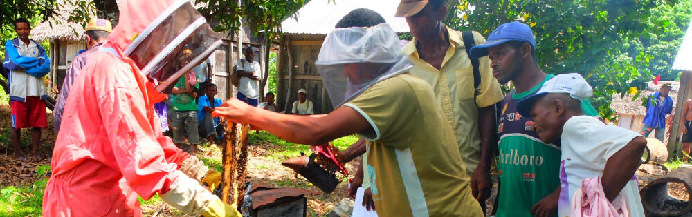 Bee keeping Project Renitantely, SEED Madagascar