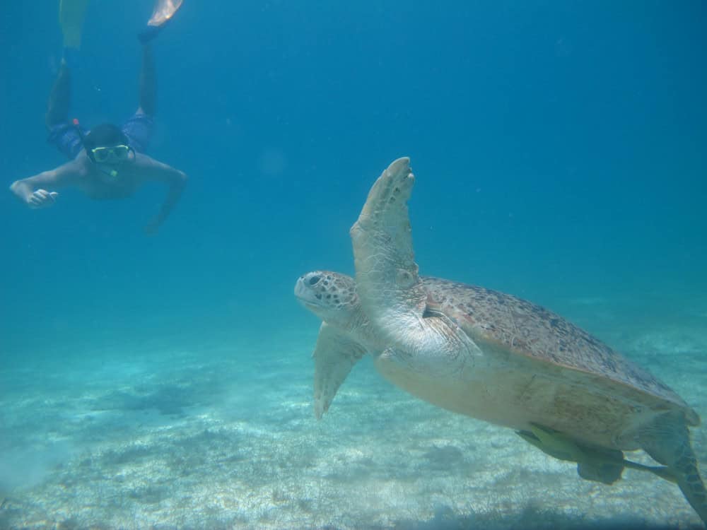 Fuze Ecoteer, Perhentian Islands Turtle Project, Malaysia: Covid-19 stopped all marine activities