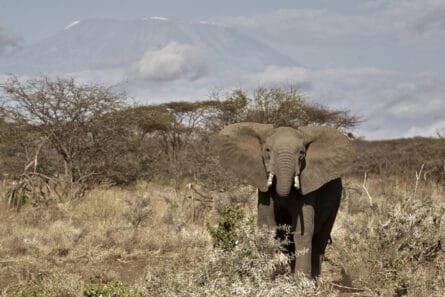 See Ivory on live elephants in the wild; elephant at Mount Kilimanjaro, Kenya