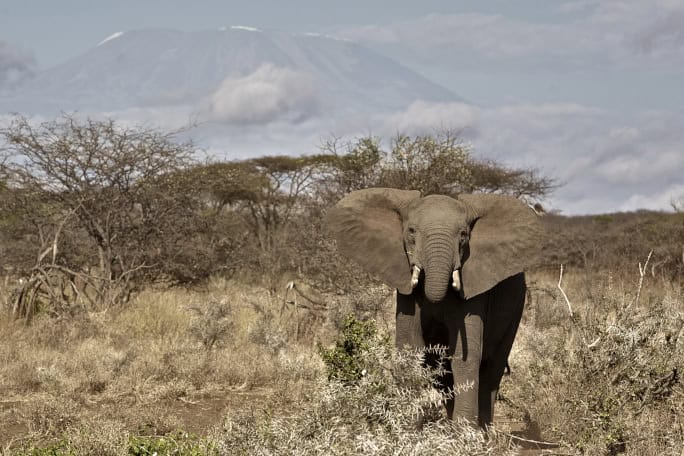 See Ivory on live elephants in the wild; elephant at Mount Kilimanjaro, Kenya