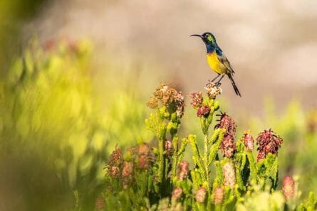 Birds mounted, nests or feathers can be illegal souvenirs, even if not endangered