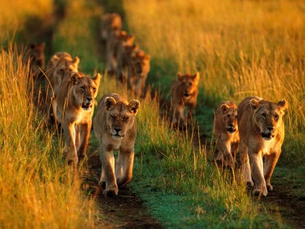 Lion pride, Campi ya Kanzi, Kenya