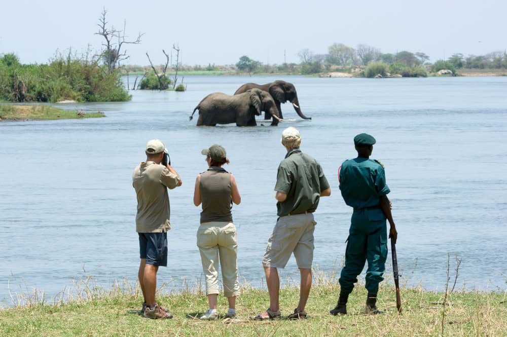 Watch elephants from the riverside in Malawi Liwonde National Park