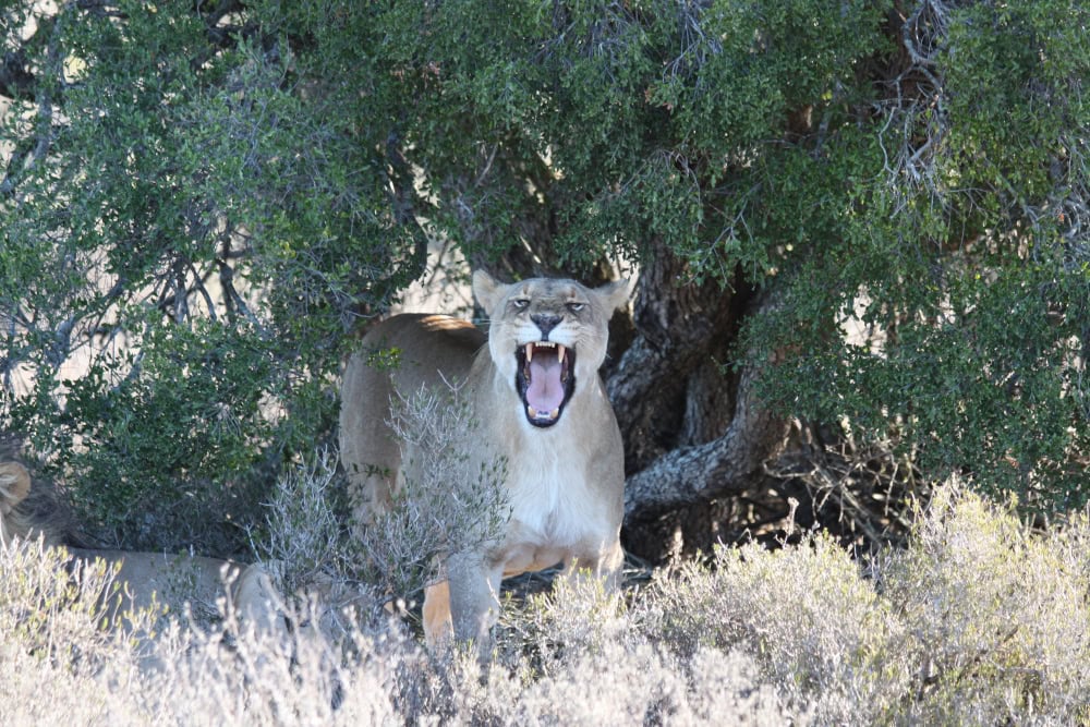 Lioness, Shamwari, South Africa © Vicky Smith, Earth-Changers.com