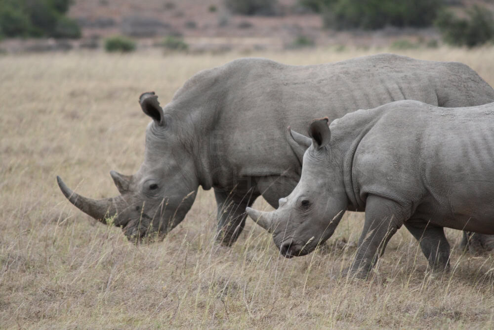 2 White rhino, South Africa