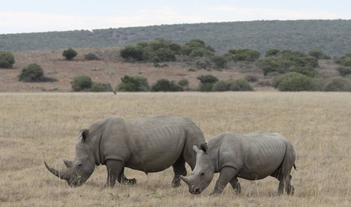 2 Square-lipped Southern White Rhino, South Africa