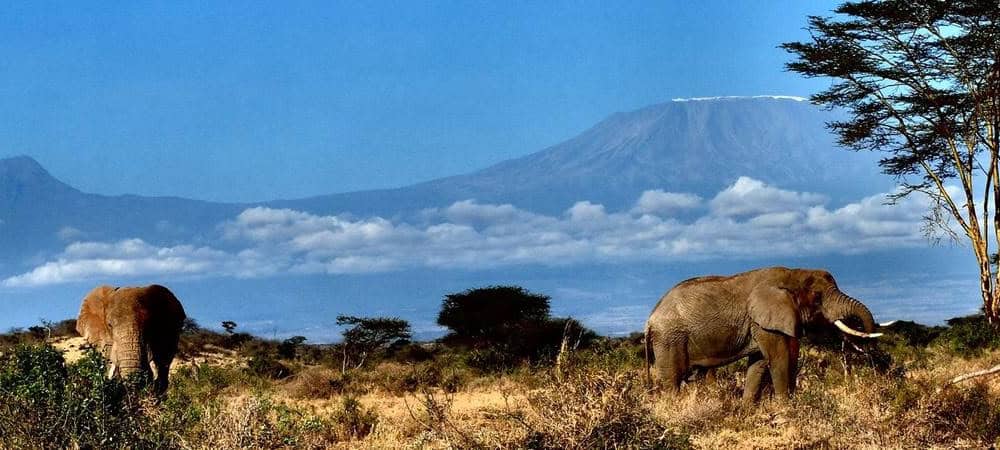 Campi ya Kanzi Kenya kilimanjaro elephants