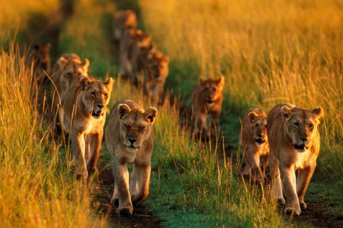 Campi-ya-Kanzi-Kenya-lion-pride-500x333