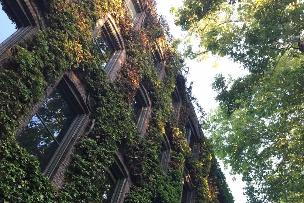 Living Green Wall - Steven Pecoraro on Unsplash - ocGCvftT9Bs