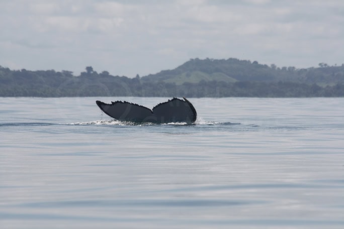 Costa-Rica-Lapa-Rios-Earth-Changers-wildlife-whale-tail-Golfo-Dulce ©-Vicky-Smith