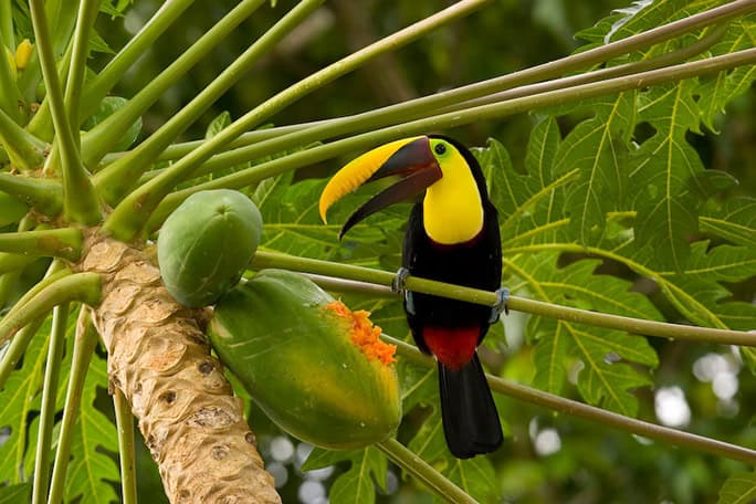 Costa-Rica-Lapa-Rios-Toucan