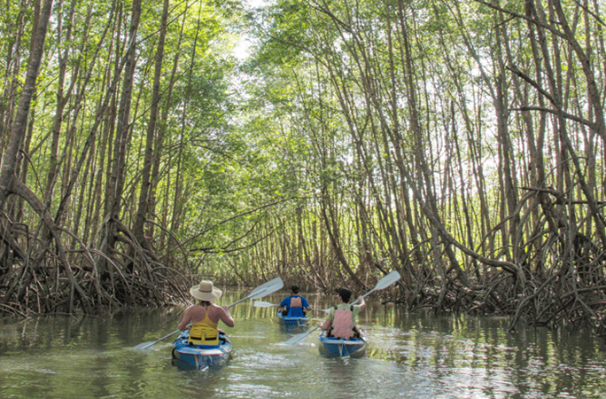 Costa-Rica-Lapa-Rios-activities-mangrove-kayak