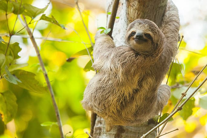 Costa-Rica-Lapa-Rios-wildlife-Sloth-12042013-MG-1389-684w