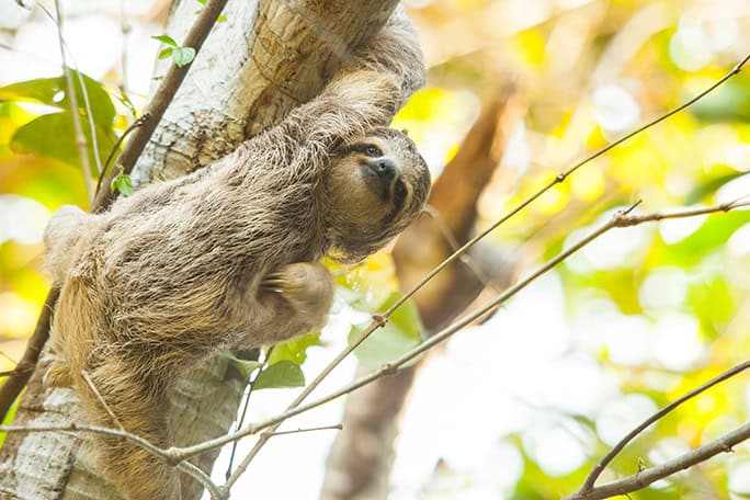 Sloth, Costa Rica