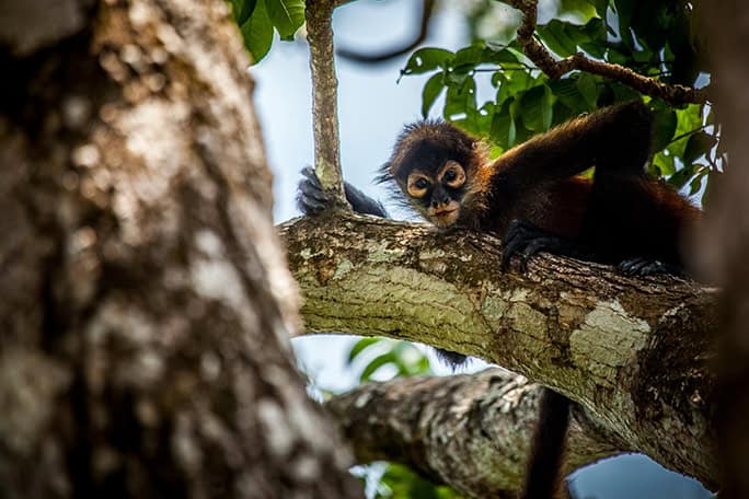 Costa-Rica-Lapa-Rios-wildlife-Spider-Monkey-13042013-MG-1781-684w