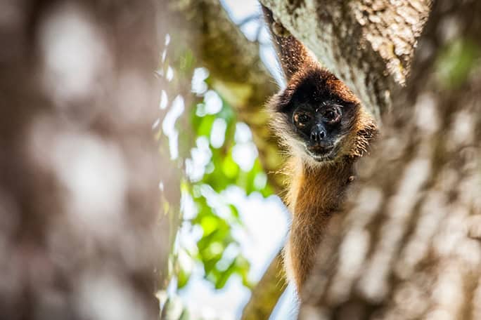 Costa-Rica-Lapa-Rios-wildlife-Spider-Monkey