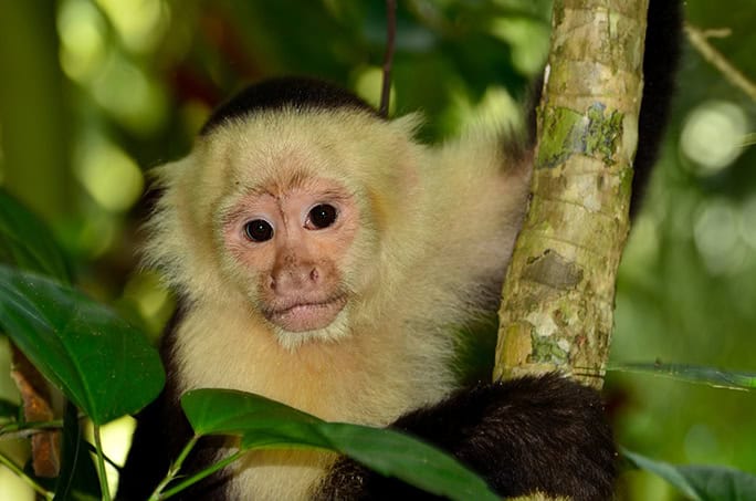 Costa-Rica-Lapa-Rios-wildlife-capuchin-monkey-13-684w
