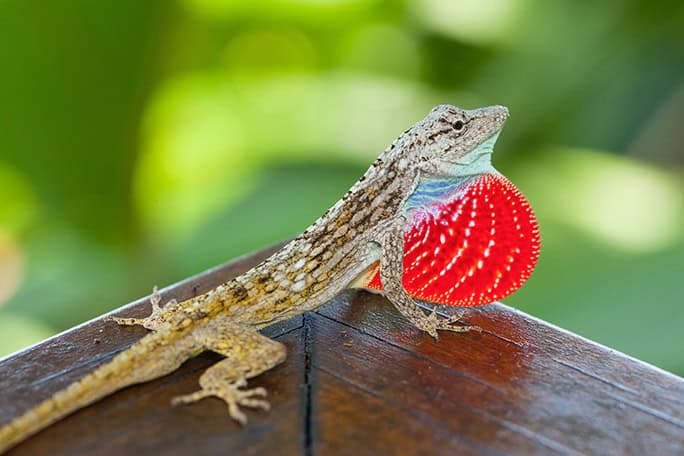 Costa-Rica-Lapa-Rios-wildlife-lizard-12042013-_MG_1205-684w