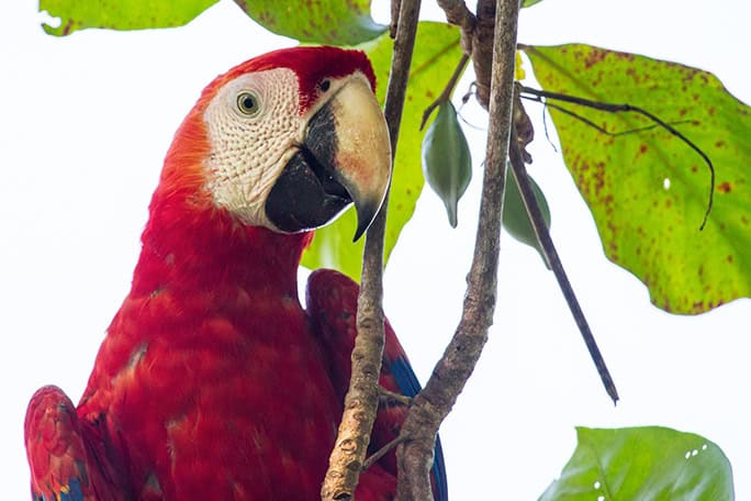 Costa-Rica-Lapa-Rios-wildlife-scarlet-macaw-parrot-