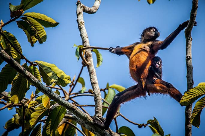 Spider Monkey: Species: A.g. Panamensis