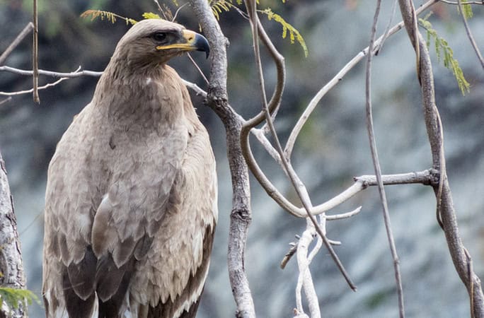 India-Village-Ways-Steppe-eagle-Binsar