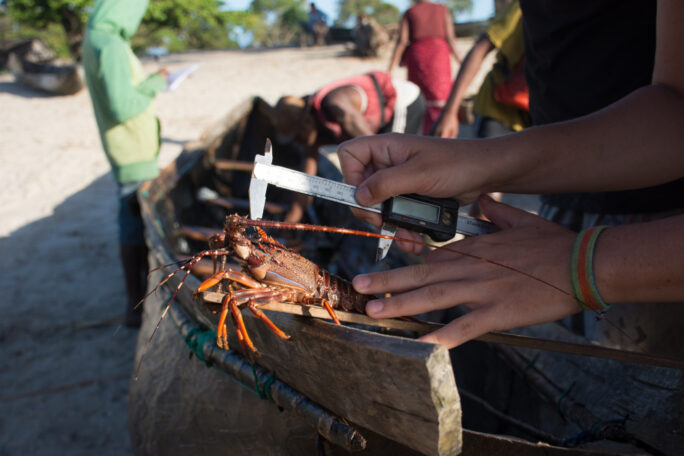 Madagascar-SEED-Madagascar-Project-Oratsimba-Measuring-lobsters-2-©-Kelsey-Hartman-1000x667