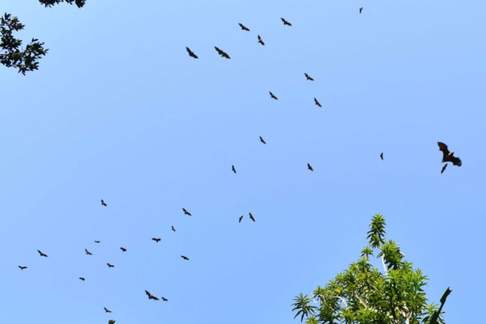 SEED Madagascar bat-conservation - flying-fox bats, pteropus rufus
