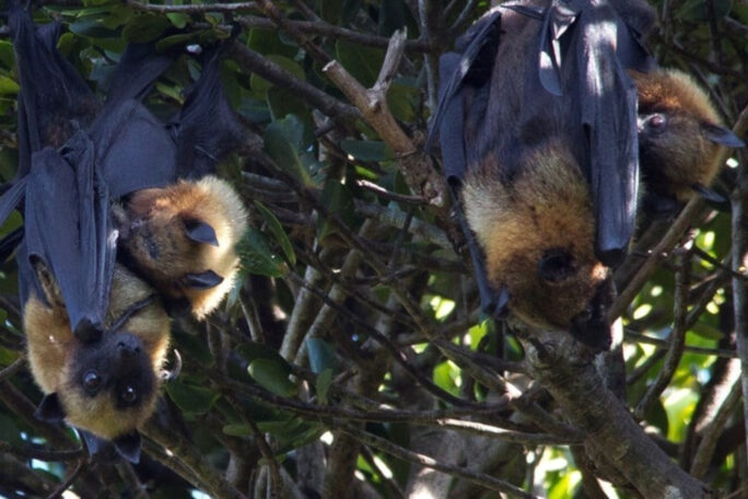 SEED Madagascar bat-conservation - flying-fox bats, pteropus rufus