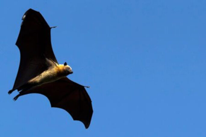 SEED Madagascar bat-conservation - flying-fox, pteropus rufus