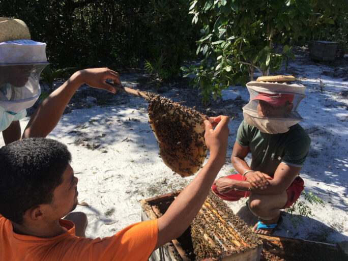 Madagascar-SEED-Madagascar-checking-bee-hive-2016-1000x750