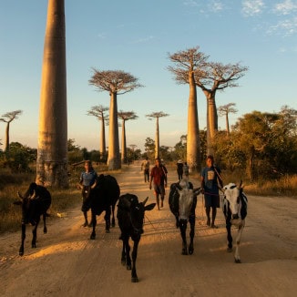Madagascar Avenue des Baobabs by elle leontiev on unsplash