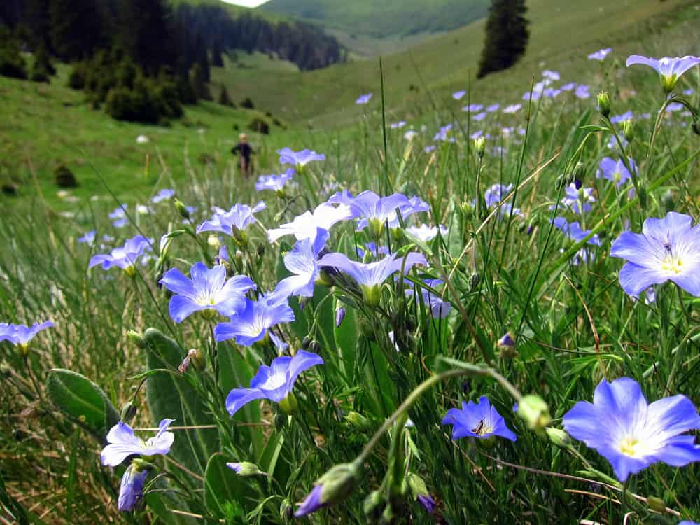 Linden Tree Retreat & Ranch, Velebit mountain flowers