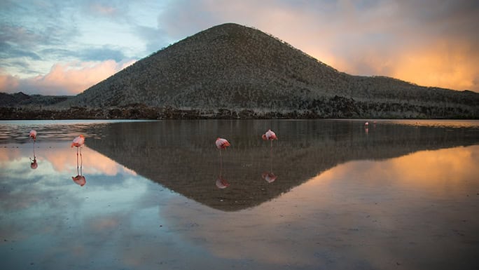 Flamingoes, Flamingo lagoon, Punta Cormorant, Floreana Island - Galapagos Islands