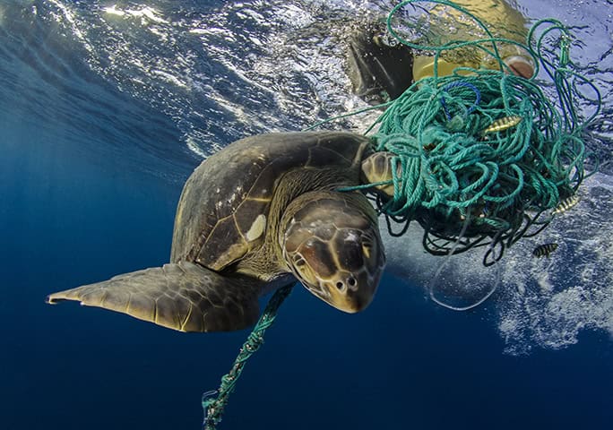 Green Turtle caught in plastic fishing waste - Conservation Trust © Jonathan-Green