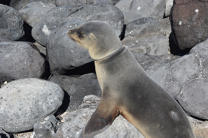 Galapagos Conservation Trust - Sea lion with plastic around neck ©Andy Donnelly