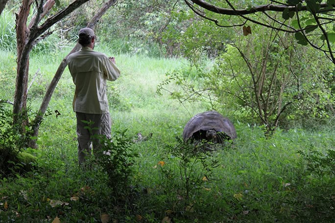 Galapagos-Floreana-Tropic-Giant-Tortoise