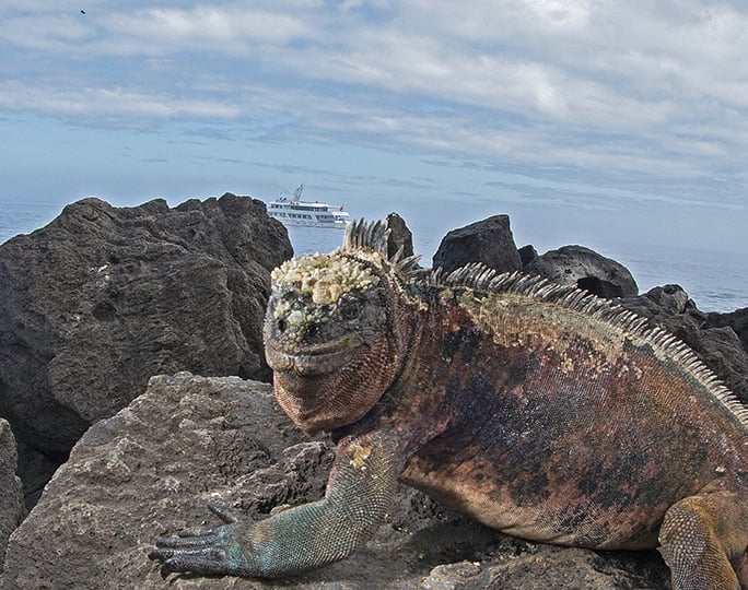 Galapagos marine iguana + cruise boat