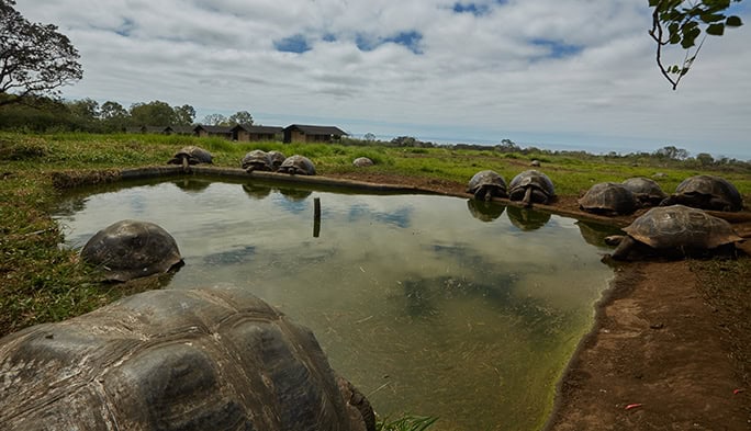 Giant Tortoises, Floreana Lava Lodge, Galapagos, Tropic Ecuador
