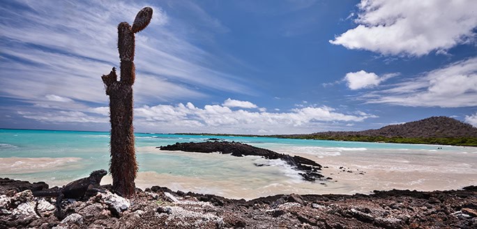 Galapagos-Tropic-Marine-iguana-at-Garrapatero-beach