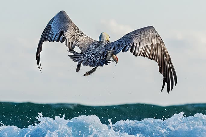 Pelican flying, Galapagos, Tropic Ecuador