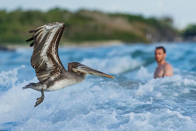 Galapagos-Tropic-Pelican flying by man in sea