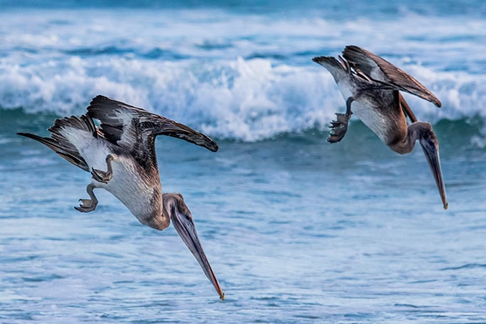 pelicans fishing in partnership, the galapagos islands