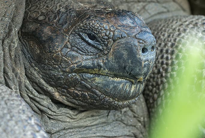 Giant Tortoise, Galapagos, Tropic-