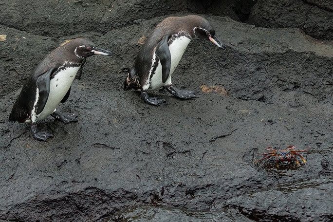 Galapagos-Tropic-rockhopper-penguins