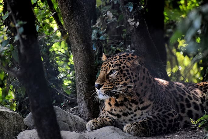 India-Leopard-Jim-Corbett-National-Park-Uttarakhand-by-Prashant-Saini-on-Unsplas