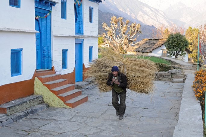India Village Ways, hiking Himalayas - Carrying Grass Supi