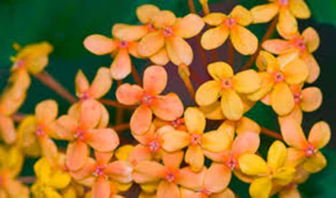 Indonesia-Nikoi-Island-flowers-684w