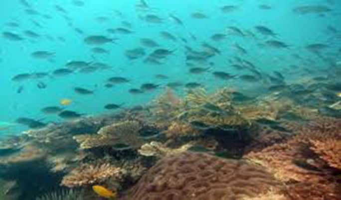 Indonesia-Nikoi-Island-marine-life-684w