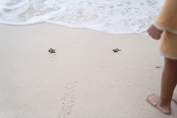 Indonesia-Nikoi-Island-our-commitment-baby-turtles-DSC03246-684w